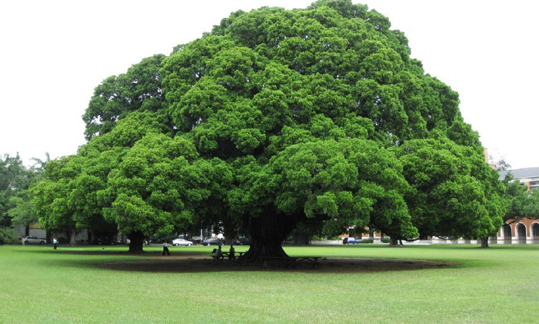 渭南金榕树服务号代运营案例